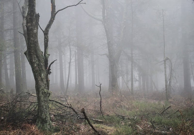 Forest Walk